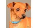 Adopt Hip a Brindle Cane Corso  Mixed dog in Van Nuys CA (152169