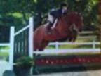 Oldenburg HunterJumper Mare