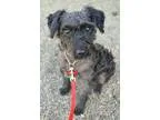 Adopt Bailey a Australian Shepherd Collie