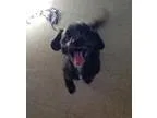Adopt Bruce a Chinese Crested Dog