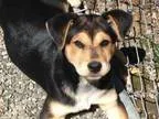Adopt Ritz a German Shepherd Dog Labrador Retriever