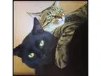 Adopt Stewart (bonded to Nolan) a Brown Tabby Domestic Shorthair