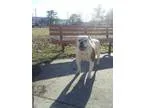 American bulldog for sale