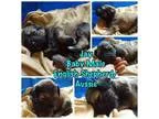 Adopt Jay a English Shepherd Australian Shepherd