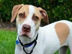 Adopt JADE a Catahoula Leopard Dog