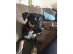 Adopt Reno a German Shepherd Dog