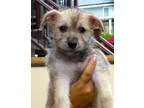 Adopt Phoebe a Cairn Terrier  Corgi  Mixed dog in Anaheim CA (15