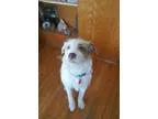 Adopt TANGO a Wheaten Terrier