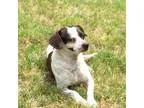 Adopt Cobi a Dachshund
