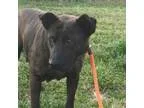 Adopt Aretha a Catahoula Leopard Dog