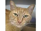 Adopt Smarty Cat a Domestic Short Hair