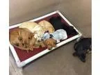 Adopt Collin a RedGoldenOrangeCh estnut Labrador Retriever  Mixe