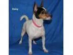 Adopt Daisy a Rat Terrier Jack Russell Terrier Mixed dog in Al