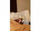 Adopt Lexy a Miniature Pinscher