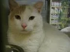 Adopt Claude (FCID 33116-25 Brandywine PetSmart) a Domestic Shor