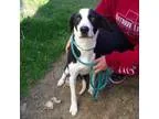 Adopt Lydia a Black - with White Hound (Unknown Type)  Labrador 