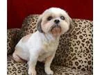 Adopt Weldon Barkley a Lhasa Apso