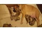 Excellent Bullmastiff Puppies Available