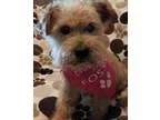 Adopt AddieTX a TanYellowFawn Terrier (Unknown Type Medium)  Poo