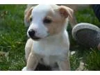 Adopt Frankie a Tricolor (TanBrown and Black and White) Miniatur