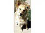 Adopt Blaze a RedGoldenOrangeCh estnut - with White Golden Retri