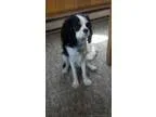 LOST Cavalier King Charles Spaniel- REWARD