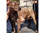 Adopt 11916 Taken R a Brindle Staffordshire Bull Terrier  Mixed 