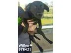 Adopt 376421 Willow a Black Labrador Retriever  Labrador Retriev