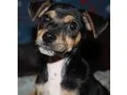 Adopt Henry a Dachshund