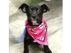 Adopt Olga a Pit Bull Terrier Retriever