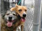 Adopt Tessa and Nemo a Shetland Sheepdog Sheltie Rhodesian Ridge