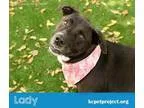 Adopt Lady a Labrador Retriever  Mixed dog in Kansas City MO (15
