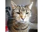Adopt Cinna a Domestic Shorthair cat in Rancho Santa Fe CA (1535