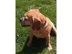 Adopt LILY a Pug Beagle