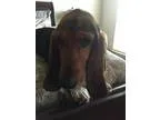 Adopt Rumor a Basset Hound