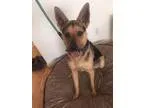Adopt Tacoma a German Shepherd Dog Australian Kelpie