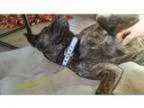 Adopt Jerzy a Kai Dog