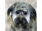 Adopt CeCe a Brindle Havanese  Mixed dog in Modesto CA (15378950