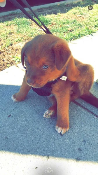 Chocolate LabradorAustralian Shepard Mix Puppy 13 weeks-Playful 