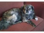 Pet Waste Removal