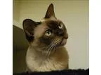 Adopt Mya a Burmese  Mixed cat in Victoria BC (15203832)