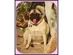 Adopt Juliet a Pug