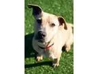 Adopt Moogley a TanYellowFawn Pit Bull Terrier  Mixed dog in Atl