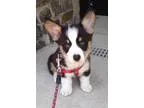 kiolasa Pembroke corgi welsh puppies available