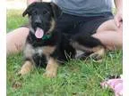 Precious German Shepherd Puppies