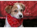 Adopt Opal a Terrier Jack Russell Terrier