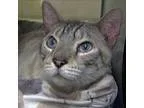 Adopt Thunder a Bengal  Mixed cat in Escondido CA (15188972)