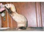 Adopt Jazz a Ferret