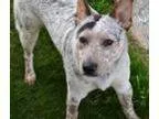 Adopt Cisco a Australian Cattle Dog (Blue Heeler)