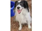 Adopt Maeby a Black - with White Jack Russell Terrier  Papillon 